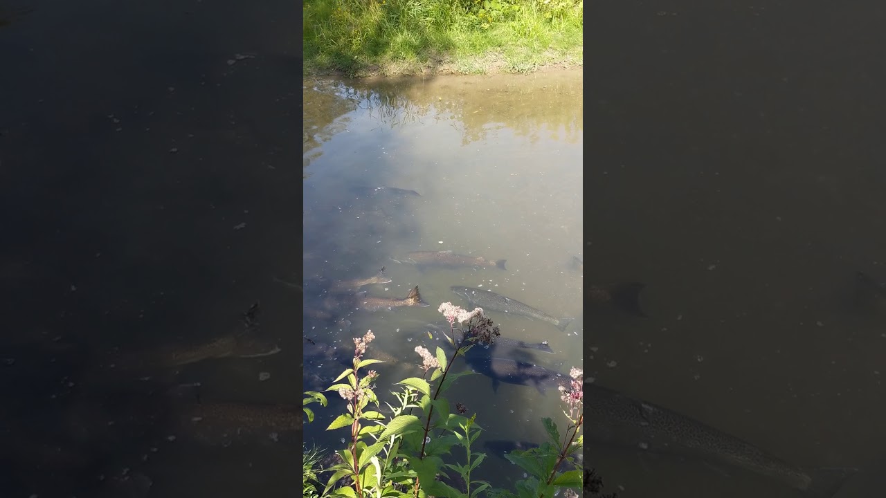 Bowmanville Creek Fish Ladder (Valleys 2000) 8