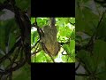 Sloth Facts That Will Surprise You! 🦥🔥
