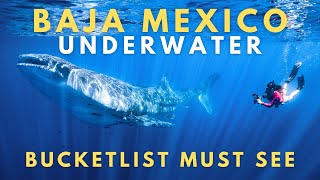 La Ventana Baja Mexico Underwater | What You Can See in 10 Days on Ocean Safari [Szn1  Ep2]