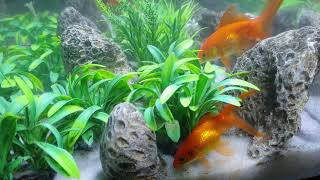 Beautiful Gold Fish Video With Relaxation Music | Water | UltraHD | Life Of Survivalism