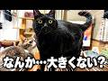 実家にいる黒猫がすごい勢いで巨大化している件について。