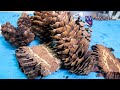 🔴Replay: Resin Casting Pinecones for Turning Blanks | Episode 44