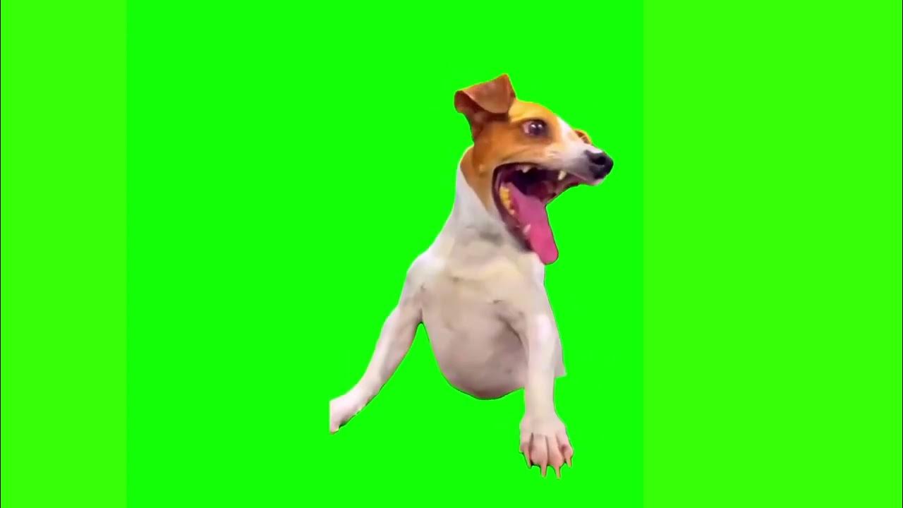 Green Screen Dog Staring at Computer Meme - YouTube