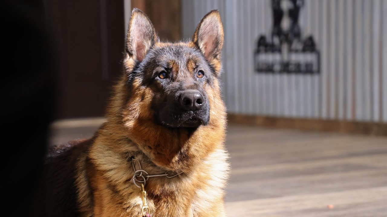 Steady and Reliable | Kraftwerk K9 German Shepherds - YouTube