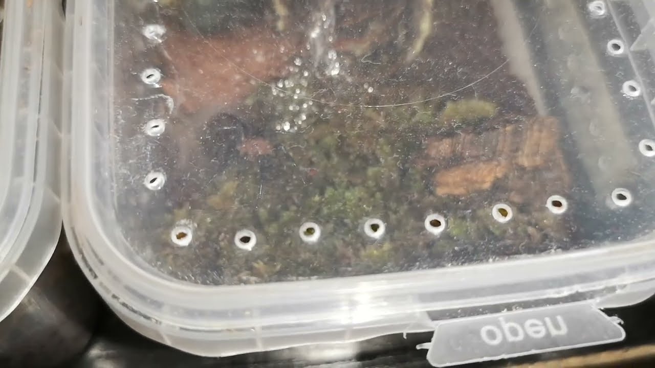 Diplura sanguinea po wylince - rzut okiem przez braplast