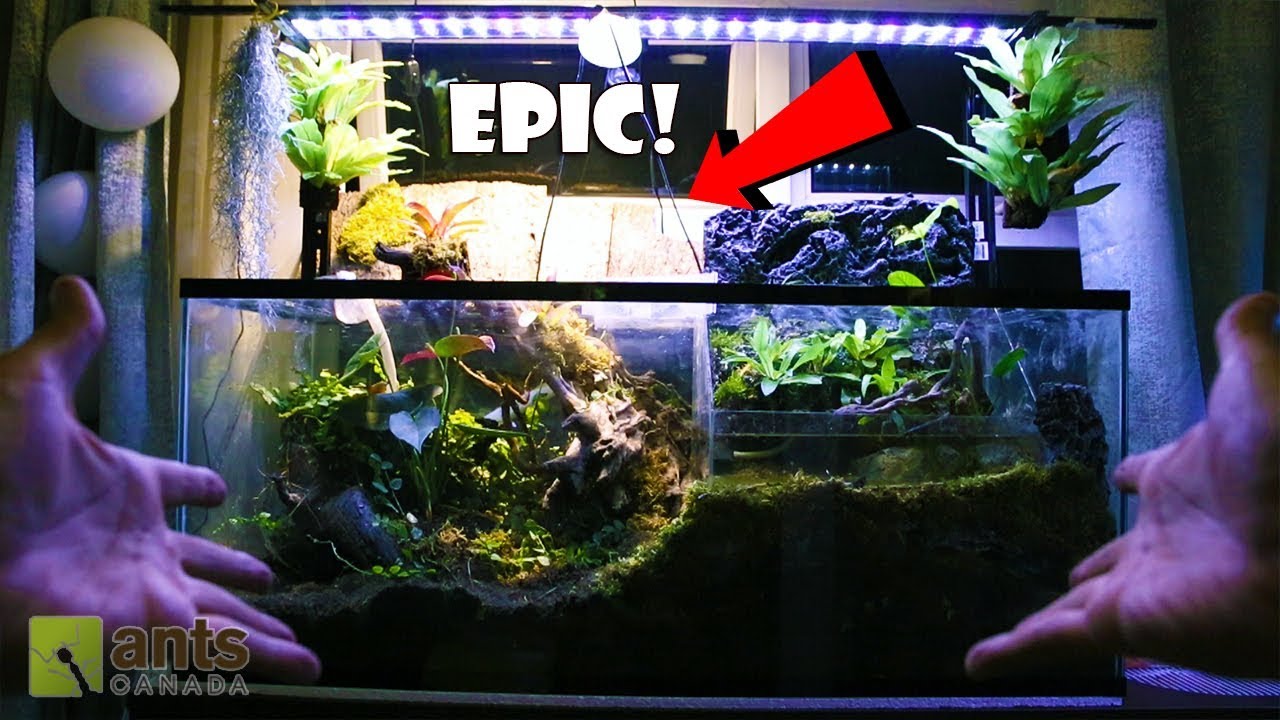 The Craziest Ant Farm I've Ever Made YouTube
