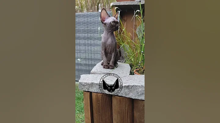 Watch the video about Devon Rex Ufo 👾 vom Gaborland, Boy chocolate #cat #catfunny #foryou #kitten #animals #aliendance