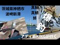 【コロナ自粛】#波崎新港#爆釣#船出#サビキ#鯖 #真鰯#鮗 アディ爺KINGが行く‼️【fishing編】