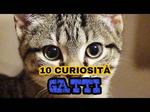 10 CURIOSITÀ SUI