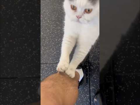 Cat Of Pain And Agony