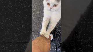 Cat Of Pain And Agony