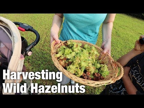 Video: Harvest Gives Hazel - Hazelnut