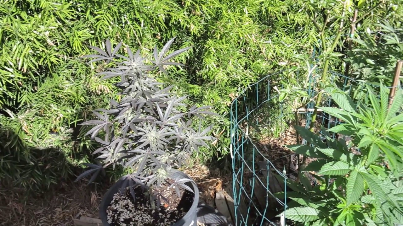 PURPLE CANNABIS IN THE WINTER GARDEN OF SEVEN LEAF GENETICS THE BIGKUSH  LAT 33 COASTAL CALIFORNIA