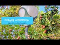 Sapota Fruit Farm Orchard Chikku Fruit Wanderlust 4K Sapota Fruit Farm Orchard Chikku Fruit Wanderlust 4K