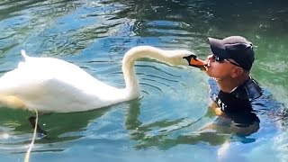 Guy Rescues Egg from Storm and Becomes a Swan's Dad for Life