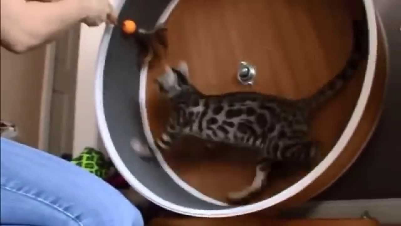 Порода бенгальская кошка