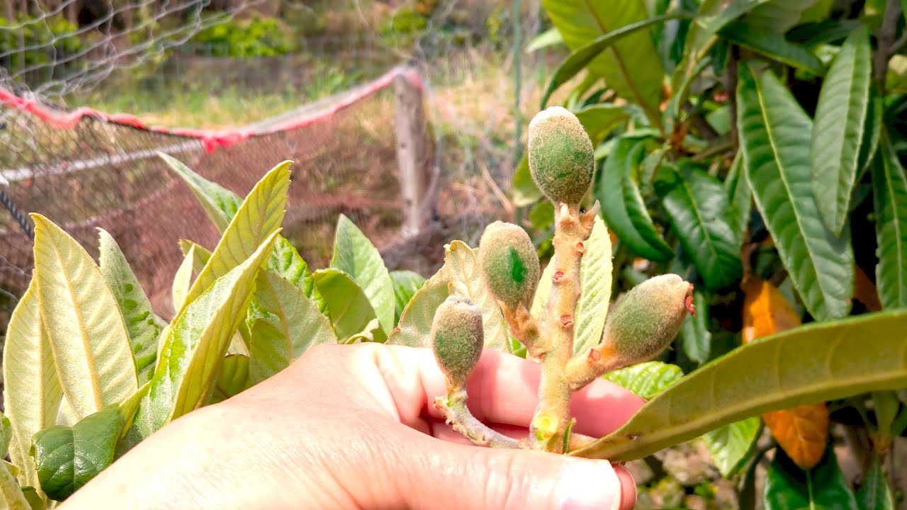 枇杷(びわ)の、摘果と袋掛け。 (04月2025年)
