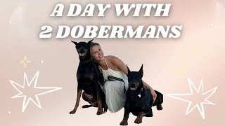 A DAY IN THE LIFE WITH 2 DOBERMANS