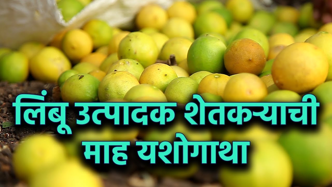 लिंबू शेतीतून मिळवला 3 लाख 50 हाजर उत्पादन | सुशिक्षित शेतकरी | Lemon Tree - YouTube