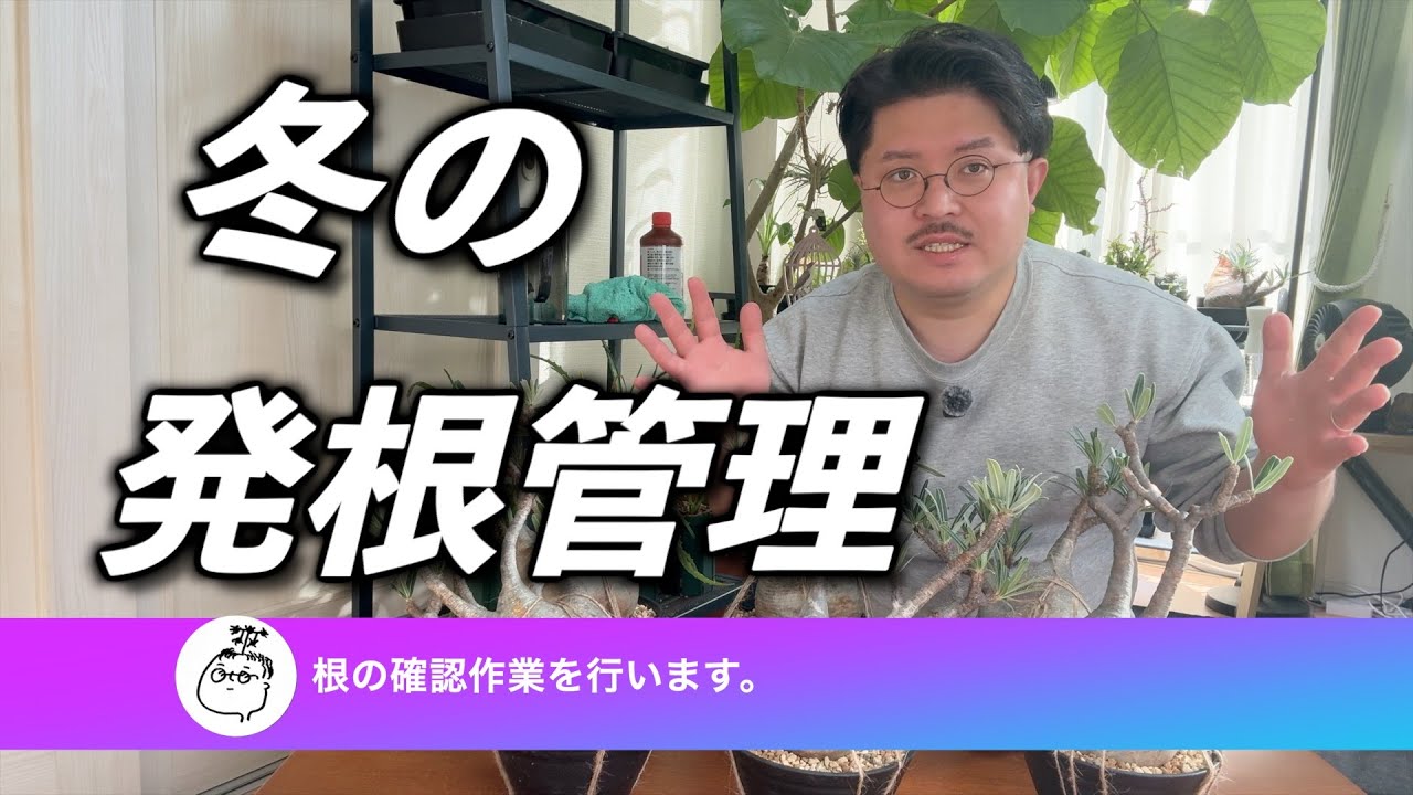 【冬】グラキリス発根管理｜根の確認作業