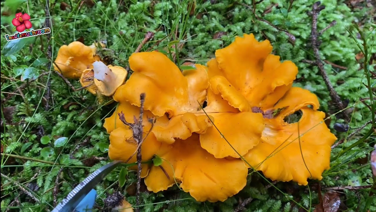 เก็บเห็ดมันปู เห็ดปลวกฝรั่ง เห็ดผึ้งหวาน เห็ดกอแดง 