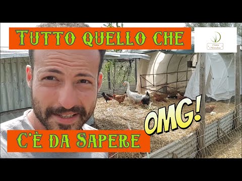 Video: Problemi e caratteristiche di circolazione delle bollette