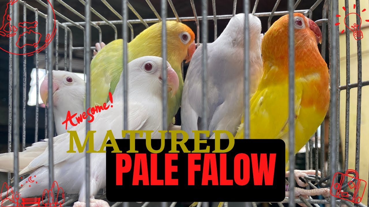 Fallow Red MATURED PALE FALLOW RED EYE!!!#padisplaypet #petlover #birdlover # ...
