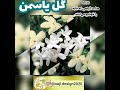 گل یاسمن