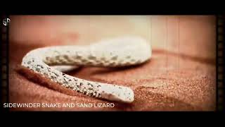 Sting Desert Rose mix-Xila