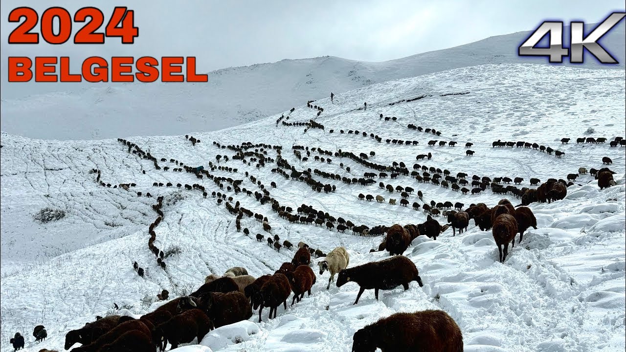 СЕЗОН В ГОРАХ | ДИКАЯ ПРИРОДА И БОРЬБА - ДОКУМЕНТАЛЬНЫЙ ФИЛЬМ - 4K