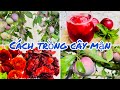 Cách trồng cây mận. How to plant plum