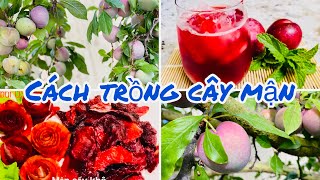 Cách trồng cây mận. How to plant plum