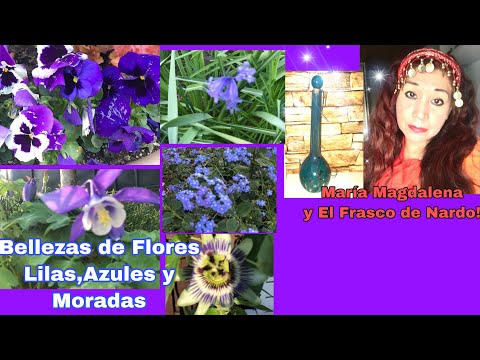 Video: Plantas Con Flores Azules Y Moradas