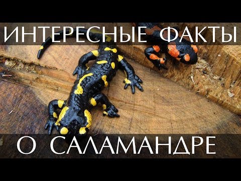 Интересные факты о саламандре