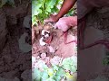 simple techniques for harvesting pest-infested radishes #shorts
