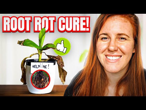 ROOT ROT 101! A SOIL SCIENTIST SOLUTION-PREVENTING & TREATING ROOT ROT | Gardening in Canada