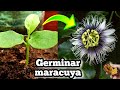 🌺 Como Germinar semillas de maracuya | Sembrar passiflora Edulis • Pasionaria • Fruta de la pasión