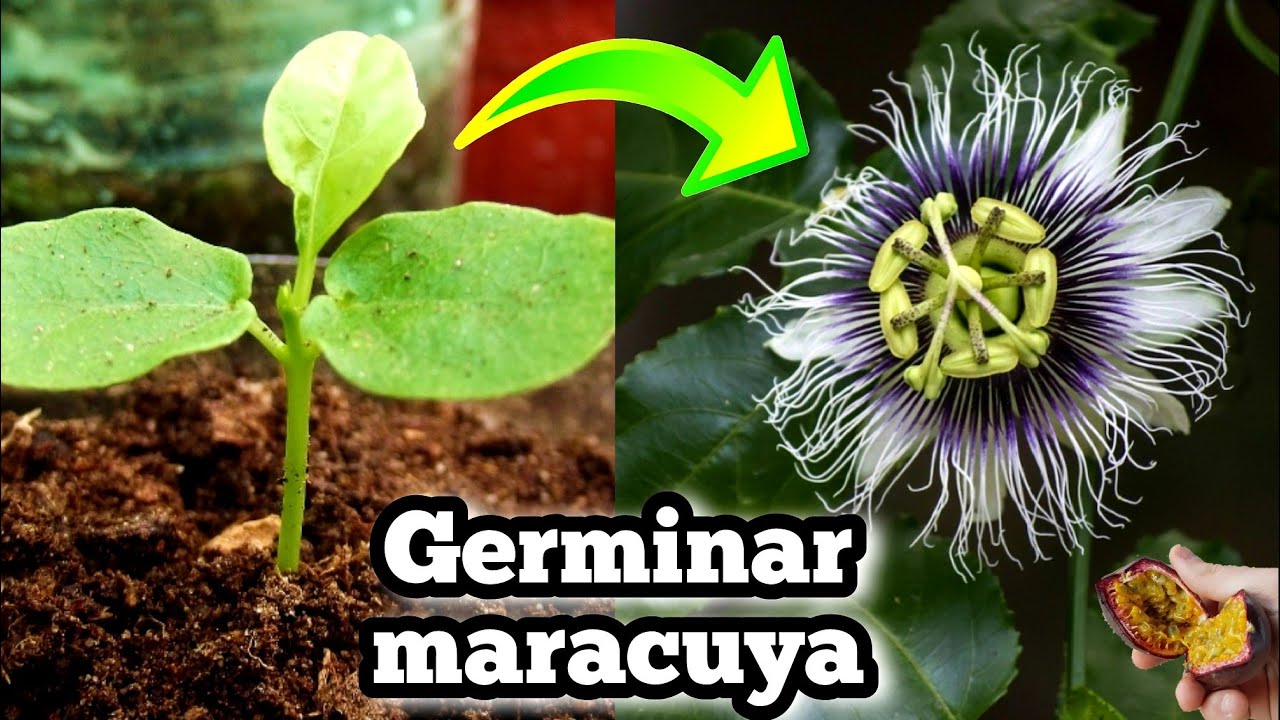 🌺 Como Germinar semillas de maracuya Sembrar passiflora Edulis • Pasionaria • Fruta de la 🌺 Como Germinar semillas de maracuya Sembrar passiflora Edulis • Pasionaria • Fruta de la