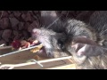 More Mice/Rats video on the Homestead - December 2015