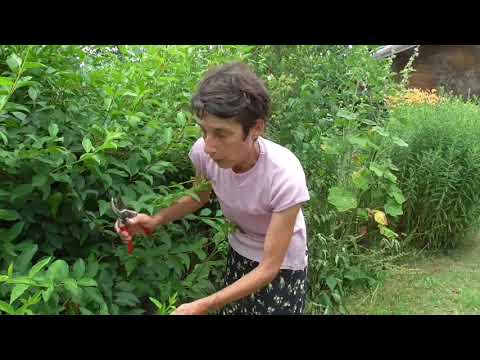 Video: Rigenerare i vecchi arbusti di forsizia - Quando e come ringiovanire una forsizia