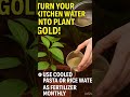 Turn Pasta &amp; Rice Water Into Plant Booster! 💧🌿 #AshuCreations414 #PlantHacks #GardeningTips