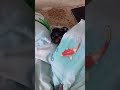 Собака (Той) спит под одеялом