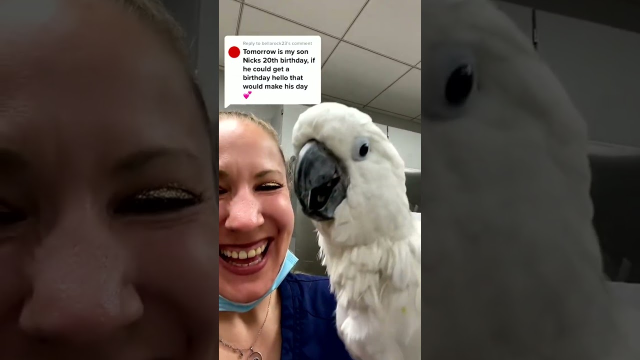 My Bird’s Funniest Daily Antics!