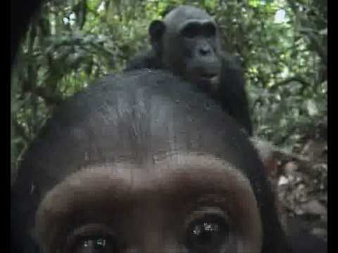 Curious Chimpanzee Approaches Video Camera