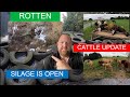 SILAGE CLAMP OPEN…. NOT GOOD.  REARED CALVES, SUCKLERS AND GRAZING BULLS UPDATE