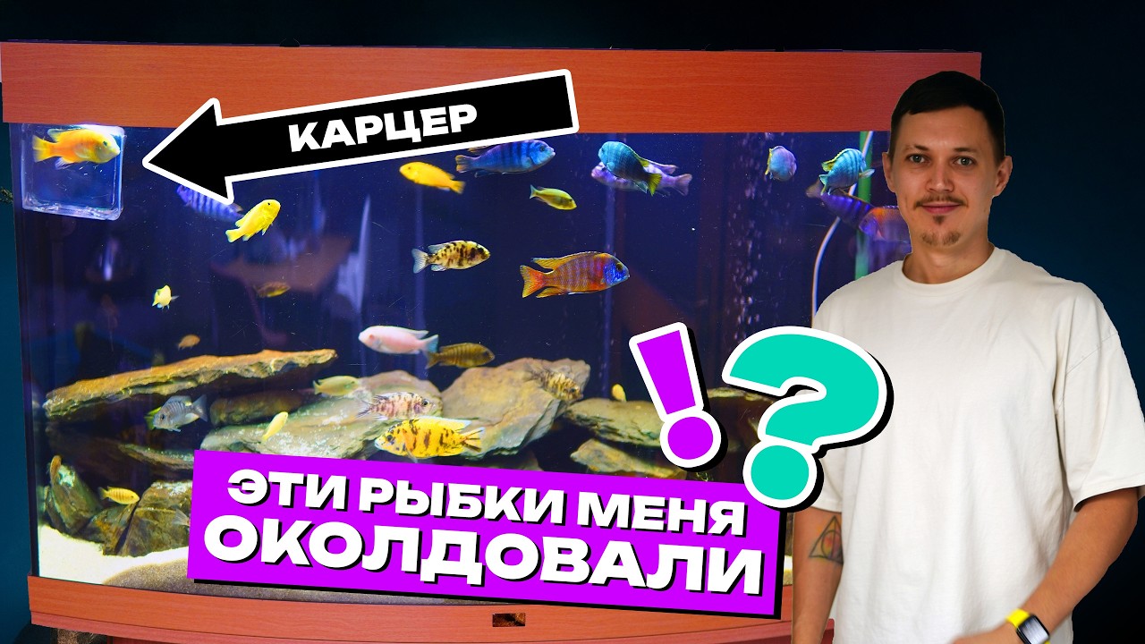 Аквариум с цихлидами: полный разбор — техника, корм, проблемы! Сколько стоит цихлидник в Германии?