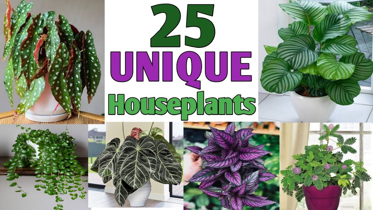 Plant Names And Pictures Plant Identification, 49 OFF