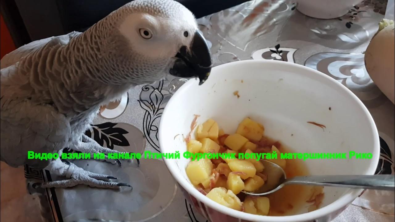 Питание волнистых попугайчиков. Еда для попугаев. Планета попугя. Серый волнистый попугай. Что любят попугаи кушать.