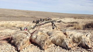 My Coyote Calling Strategy! Calling Coyotes in All Seasons!