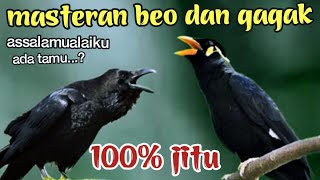 MASTERAN BEO DAN GAGAK NGOMONG ASSALAMUALAIKUM 100℅ JITU GAK LAMA PASTI IKUT NGOMONG